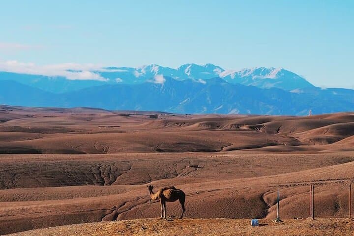 Marrakech Desert Dinner & Sunset Camel Ride — Authentic Night in the Desert photo 6