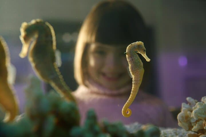 SEA LIFE Munich: Ocean Tunnel, 20+ Sharks & Family-Friendly Aquarium in Olympic Park photo 6
