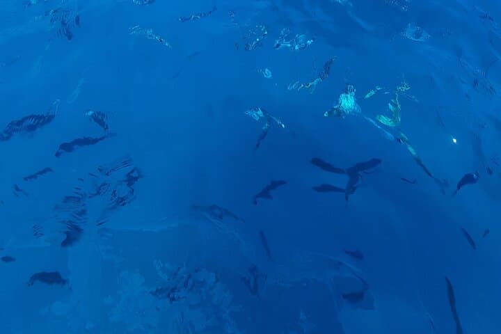 Private Sail to Cap d'Antibes & the Lérins Islands — Swim, Snorkel and Paddle from Antibes photo 2