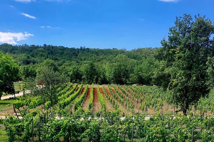 Istria Wine & Vinegar Tasting at Tenuta Tre Terre: A Taste of Coastal Croatia photo 5