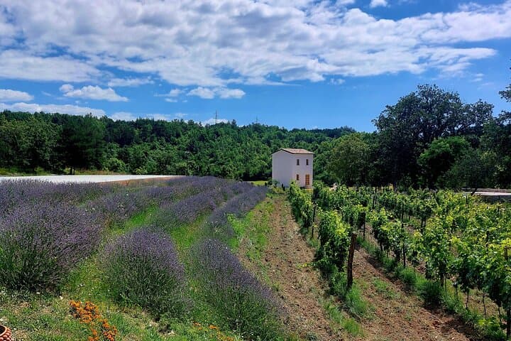 Istria Wine & Vinegar Tasting at Tenuta Tre Terre: A Taste of Coastal Croatia photo 6