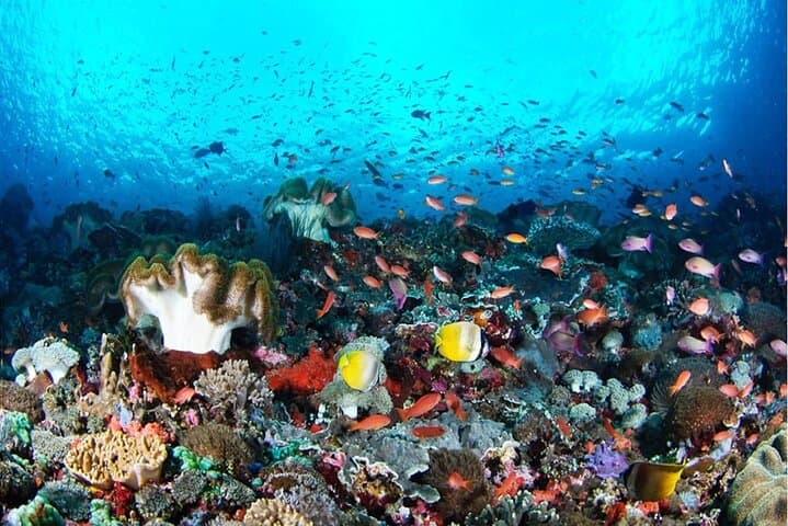 Nusa Penida West Snorkel with Manta Rays — Day Trip from Sanur photo 6