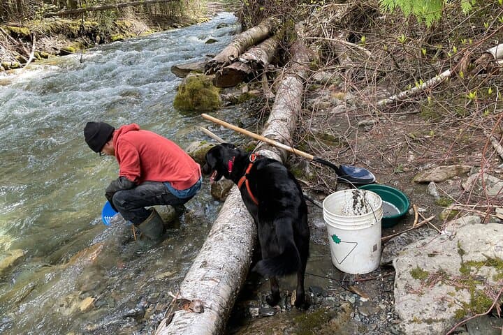 Gold Panning at Mission Creek: Kelowna’s Hands-On Gold Rush Experience photo 6