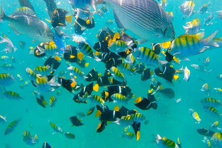 Playa del Amor Private Tour: Hidden Beach & Snorkel from Punta de Mita photo 5
