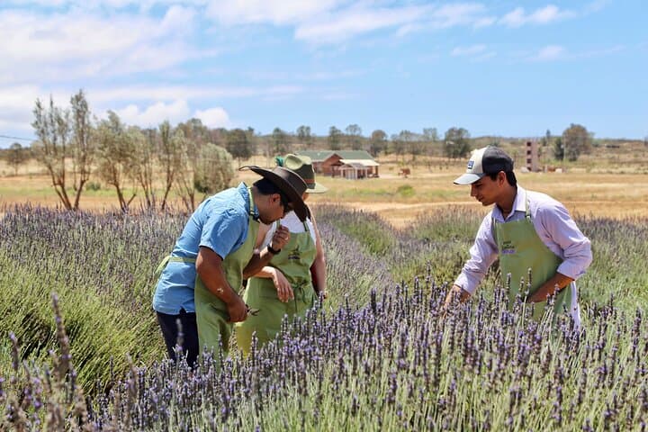 Lavender Fields Near Ensenada: Guided Distillation, Tasting & Bouquet Workshop