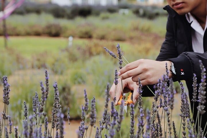 Lavender Fields Near Ensenada: Guided Distillation, Tasting & Bouquet Workshop photo 4