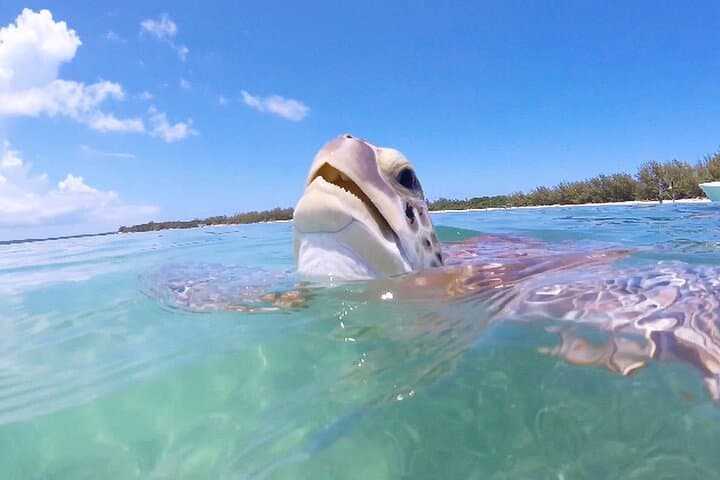 Private Biscayne Bay Day Trip from Miami — Snorkel Islands & Sandbar Charter photo 5