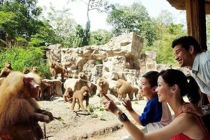 Singapore Zoo Tram Ride: Guided Wildlife Tour & Easy Exploration photo 2