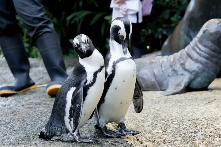 Singapore Zoo Tram Ride: Guided Wildlife Tour & Easy Exploration photo 6