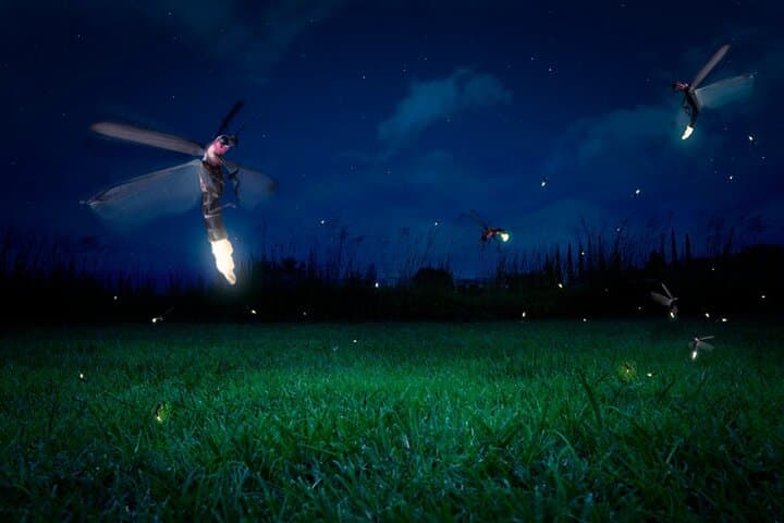 Kuala Selangor Fireflies: Private Boat Ride and Seafood Dinner from Kuala Lumpur photo 6
