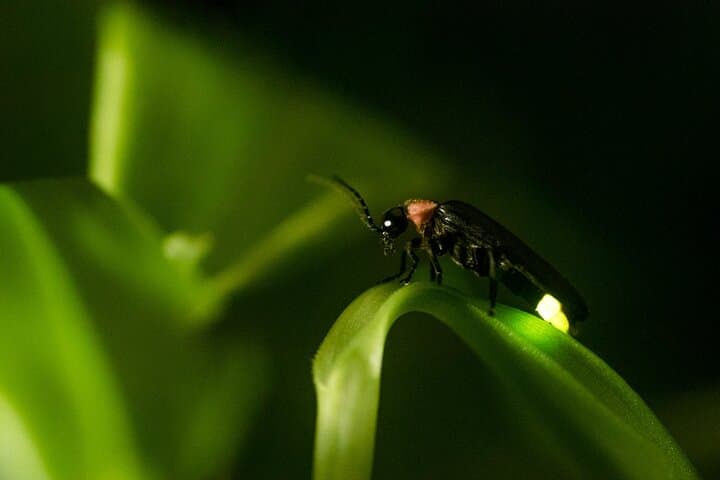 Kuala Selangor Fireflies: Private Boat Ride and Seafood Dinner from Kuala Lumpur photo 4