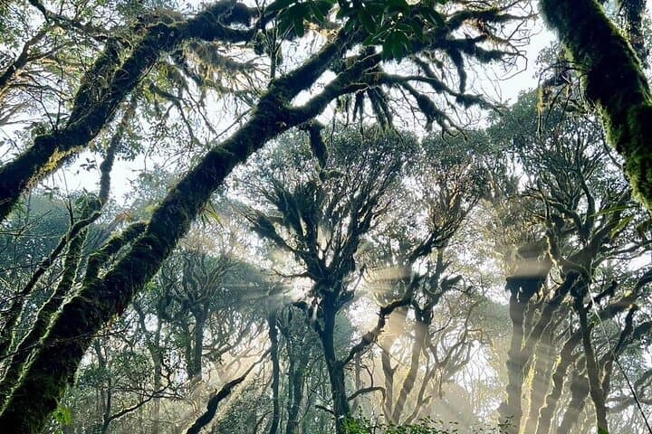 Ha Giang Red Dzao Jungle Homestay: 3-Day Cultural Trek & Tea Trail photo 4