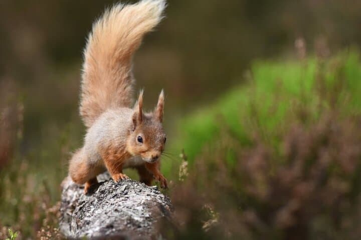Cairngorms Day Tour — Highest Peaks, Loch Morlich Beaches & Caledonian Pine Forests
