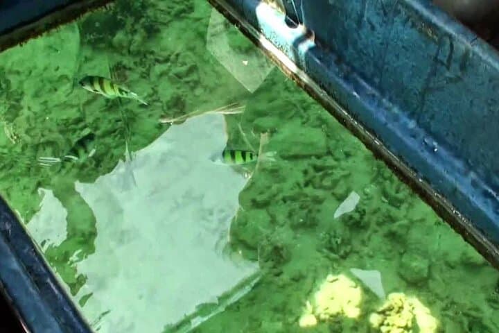 Glass-Bottom Boat Ride in Trincomalee: Coral Reefs & Sea Life Viewing photo 4