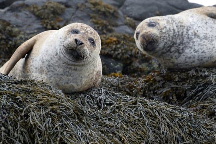 Over the Sea to Secret Skye: Sleat Peninsula Private Day Tour from Inverness photo 6