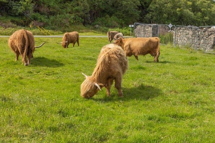 Wild West Coast Adventure: Loch Ness to Skye via Cluanie, Kintail & Glenelg