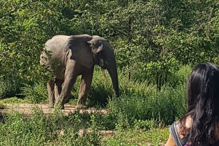 Private Full-Day Elephant Safari in Mole National Park — Daycation from Tamale