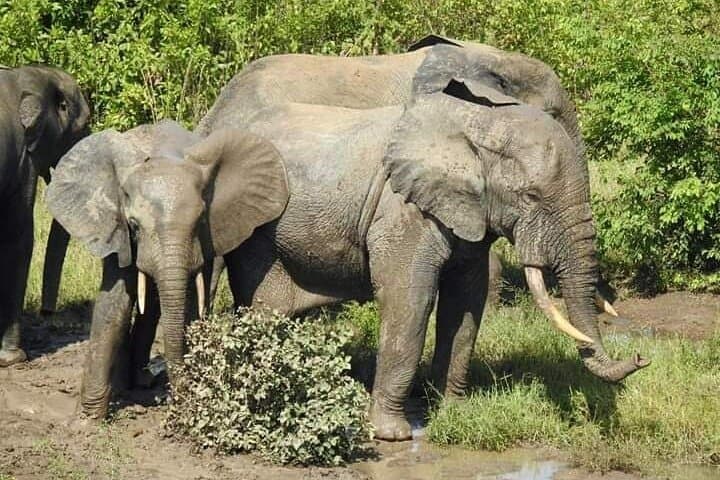 Private Full-Day Elephant Safari in Mole National Park — Daycation from Tamale photo 6