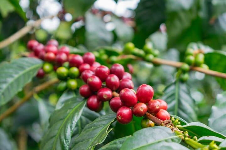 San Agustín in 2 Days: Archaeology, Horseback Trails & Organic Coffee photo 6