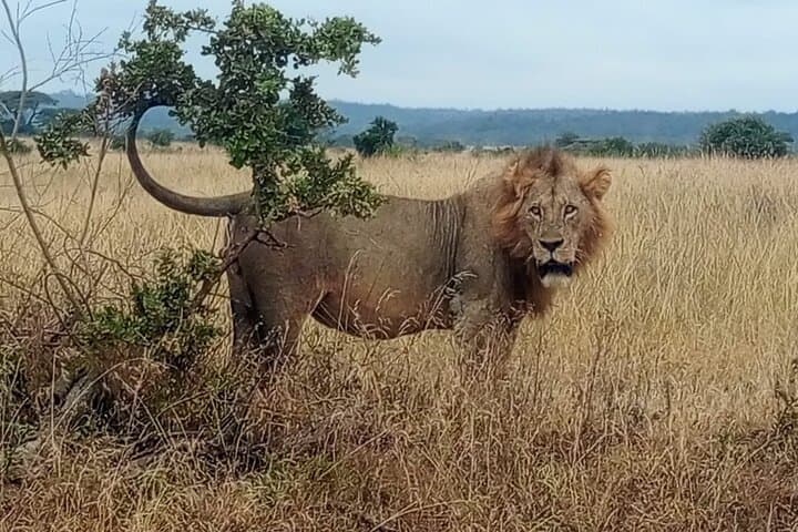 Lake Nakuru Day Safari from Nairobi — Flamingos, Rhinos & Rift Valley Views photo 4