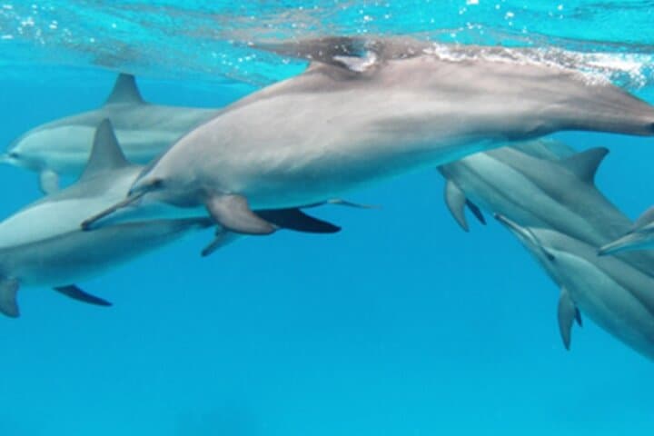 Full-Day Private Hidden Beach Escape: Mnemba, Nungwi & Kendwa photo 4