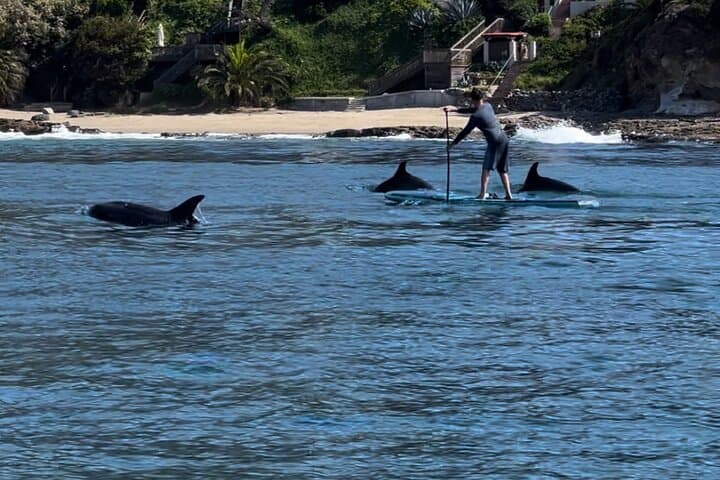 Laguna Beach Stand Up Paddle Tour — SUP the Kelp Forests & Spot Marine Life