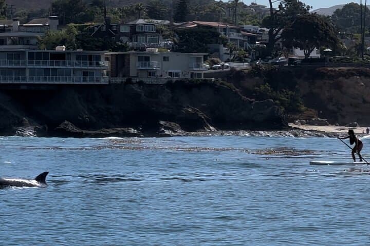 Laguna Beach Stand Up Paddle Tour — SUP the Kelp Forests & Spot Marine Life photo 2