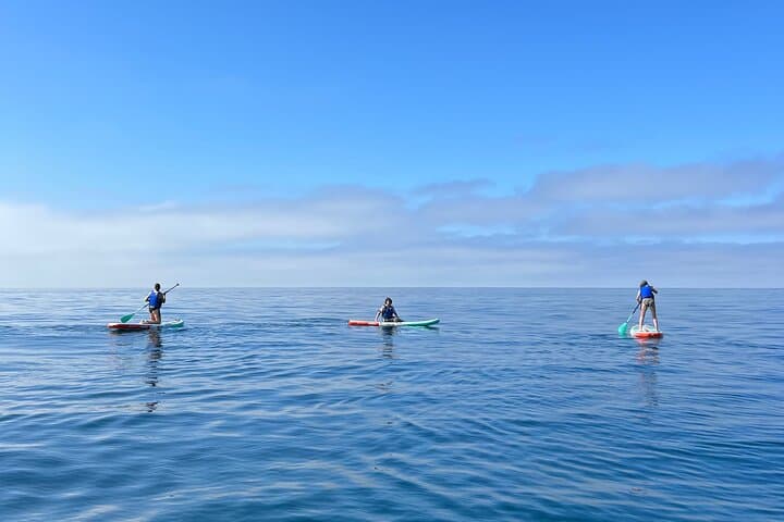 Laguna Beach Stand Up Paddle Tour — SUP the Kelp Forests & Spot Marine Life photo 4