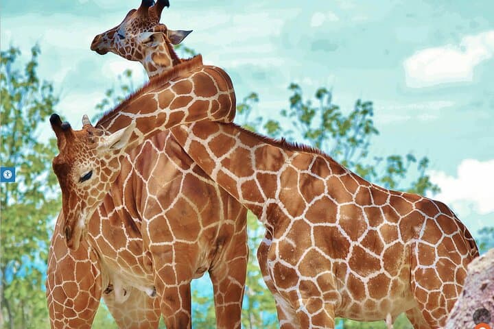 Explore Ponderosa Adventure Park: Costa Rica’s Ultimate Safari and Zipline Experience photo 3