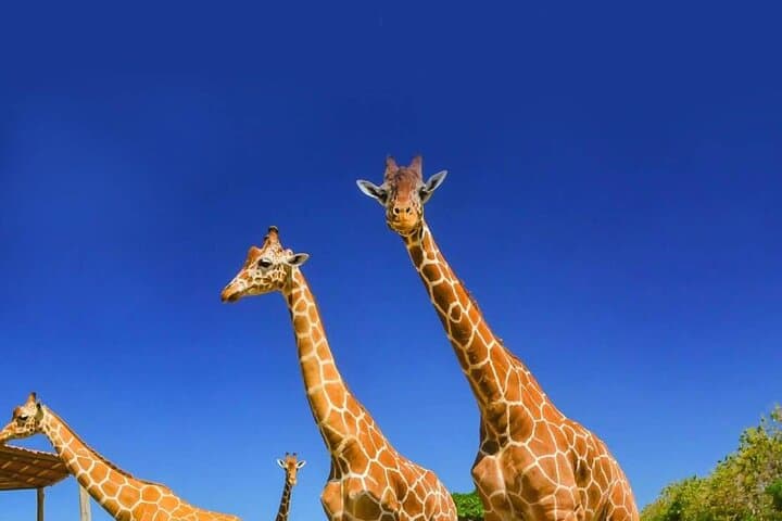 Explore Ponderosa Adventure Park: Costa Rica’s Ultimate Safari and Zipline Experience