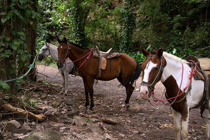 Explore Ponderosa Adventure Park: Costa Rica’s Ultimate Safari and Zipline Experience photo 5