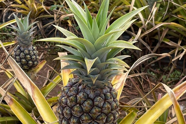 North Shore Oahu Day Tour: Waterfalls, Turtles, Dole & Haleiwa in One Day photo 2