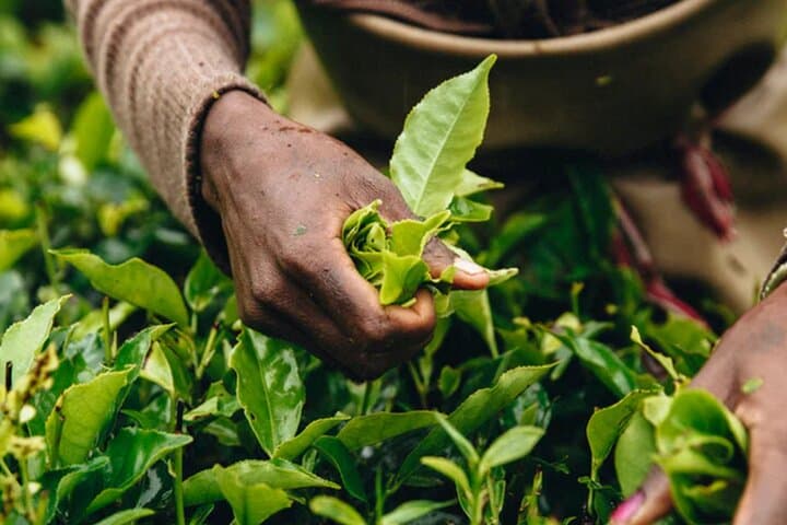 Private Heritage Tea Trail in the Darjeeling Hills: Taste, Tradition & Tea Estate Tours photo 4