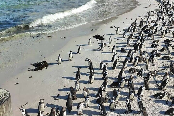 Best of Cape: Cape Point, Penguins & Table Mountain — Full-Day Private Tour from Cape Town photo 4