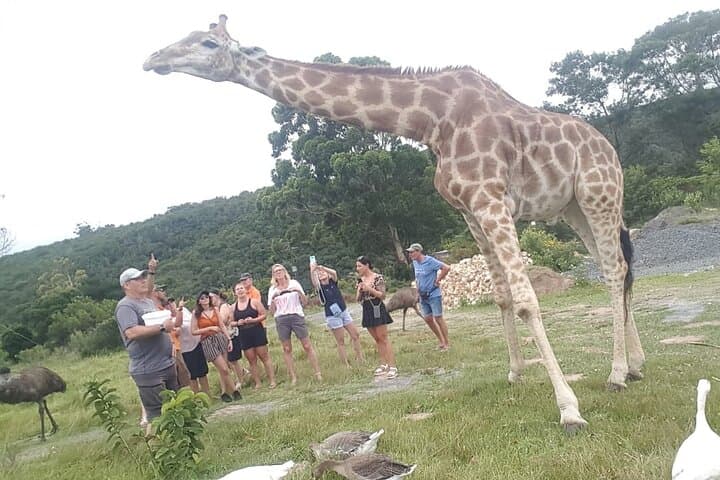East London Private Beach Lodge & Giraffe Interaction for Cruise Guests