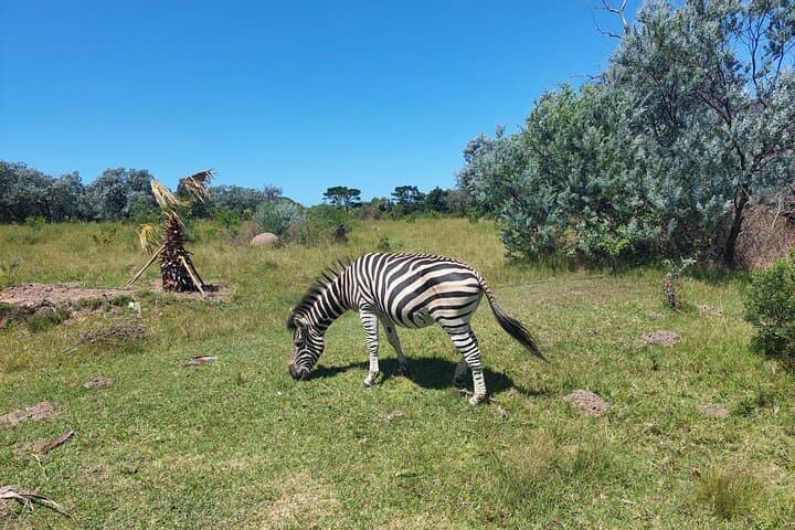 East London Private Beach Lodge & Giraffe Interaction for Cruise Guests photo 2