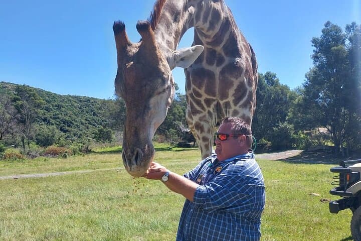 East London Private Beach Lodge & Giraffe Interaction for Cruise Guests photo 4