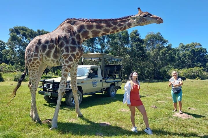 East London Private Beach Lodge & Giraffe Interaction for Cruise Guests photo 5