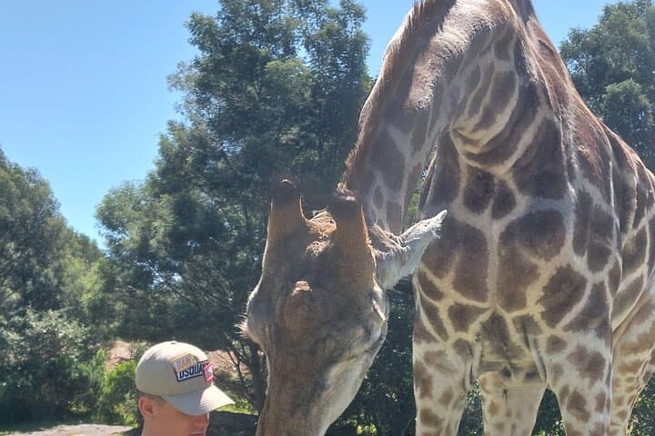 East London Private Beach Lodge & Giraffe Interaction for Cruise Guests photo 6