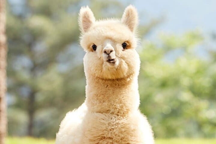 Alpaca World & Gangchon Rail Bike: Day Tour from Chuncheon Along the Bukhan River photo 5