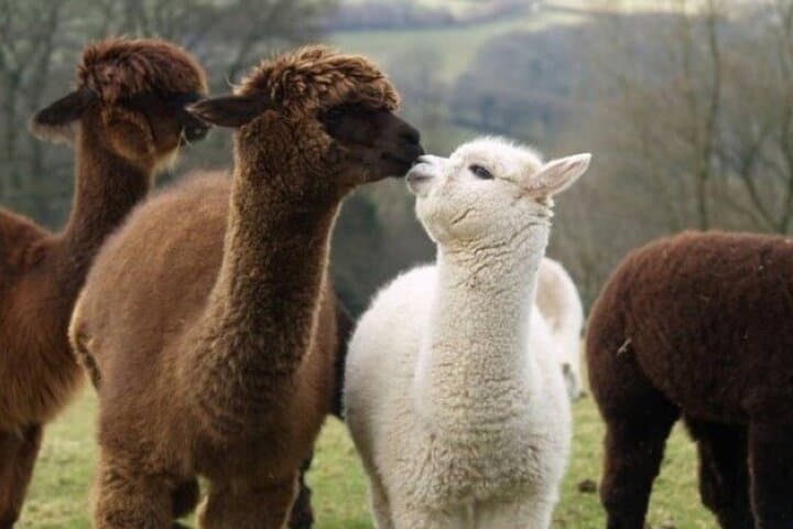 Alpaca World & Gangchon Rail Bike: Day Tour from Chuncheon Along the Bukhan River photo 6