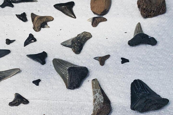 Private Morris Island Excursion from Folly Beach — Dolphin Watching & Shark Tooth Hunting photo 3