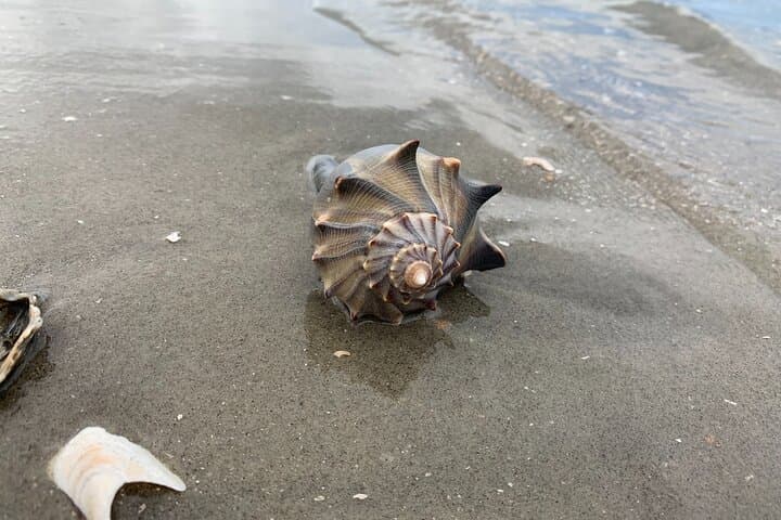 Private Morris Island Excursion from Folly Beach — Dolphin Watching & Shark Tooth Hunting photo 5
