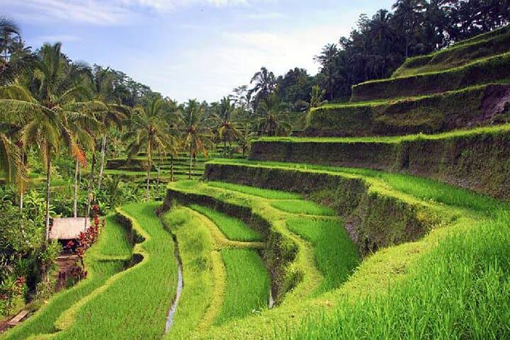 Full-Day Ubud Highlights: Monkey Forest, Rice Terraces, Swing & Holy Spring