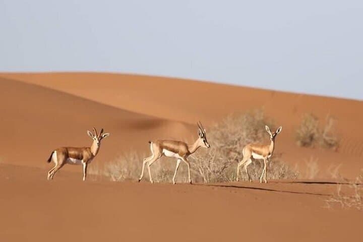 Agadir Jeep Safari: Explore Souss-Massa National Park, Mini Sahara & Sidi Rbat photo 1