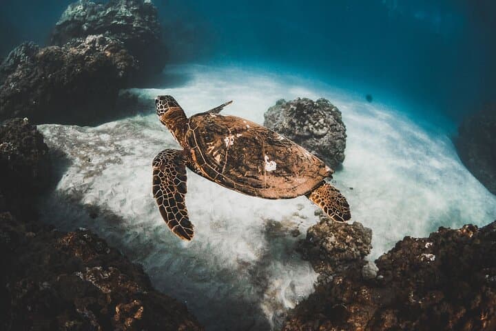 Turtles & Tacos: Maui Luxury Catamaran Snorkel and Taco Bar photo 3