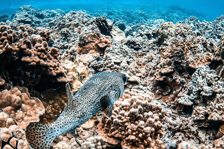 Molokini Deluxe: Half-Day Snorkel, Sail & Island Lunch from Ma'alaea Harbor photo 4