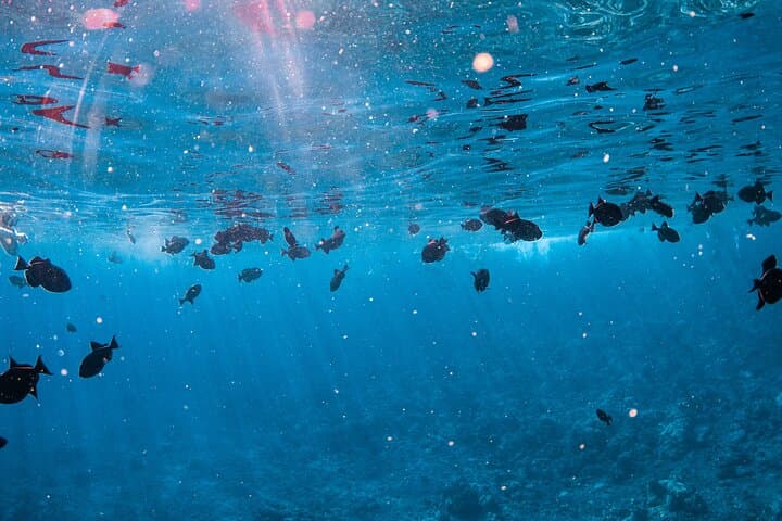 Molokini Deluxe: Half-Day Snorkel, Sail & Island Lunch from Ma'alaea Harbor photo 6