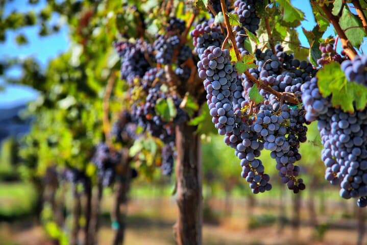Private Wine Tour from San Francisco to Napa & Sonoma: Custom Chauffeured Wine Country Experience photo 3