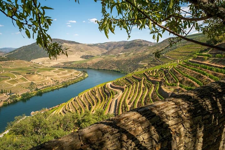 Douro Valley Private Full-Day Tour: 3 Wineries & Casal de Loivos Viewpoint